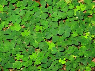 St Patrick S Day Wallpaper Miscellaneous Photos And