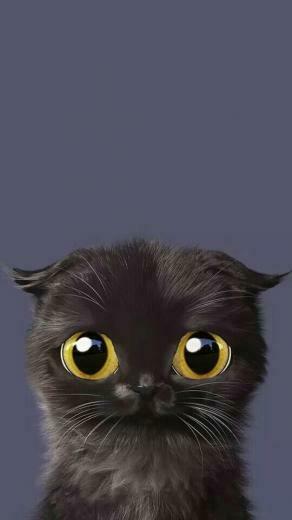 Erica Vucelich On Cats With Image Cute Cat Wallpaper
