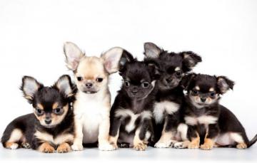 Wallpaper Puppies Chihuahua Cute Quintet Image For Desktop