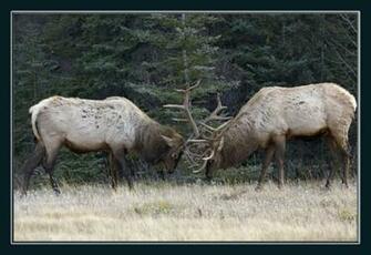 Go Back Gallery For Elk Fighting Wallpaper