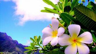 Plumeria Wallpaper Wallpaperin4k Net