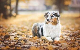 Australian Shepherd Dog Wallpaper Best Collection