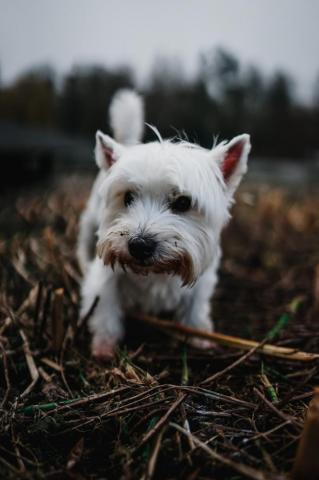 White Long Coat Small Dog On Green Grass Photo Grey Image