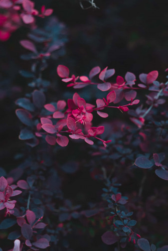 Dark Flower Aesthetic Wallpaper