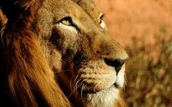 8k Ultra HD Nature Wallpaper Image Pictures Findpik