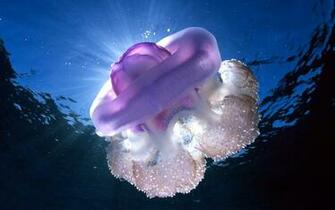 Jellyfish Computer Wallpaper Desktop Background Id