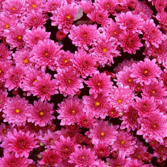 Choices Desktop Background Flowers Image You Can Get Wallpaper