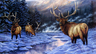 Elk Wallpaper For iPad