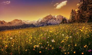 Meadow Wallpaper HD For Desktop Background