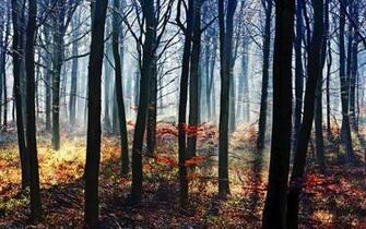 Fog In The Forest Wallpaper