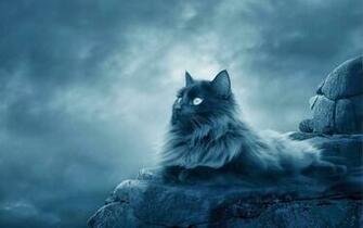 Cute Cat HD Wallpaper Unique