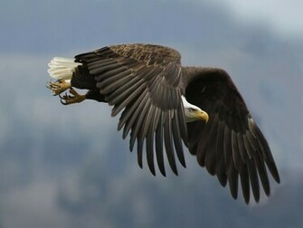 Desktop HD Wallpaper S Bald Eagles