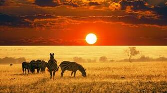African Wildlife X Close