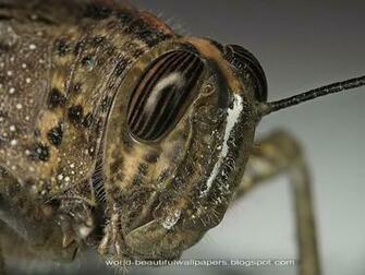 Beautiful Wallpaper Grasshoppers