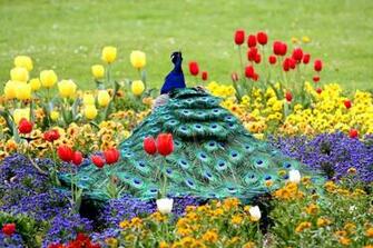 On July By Stephen Comments Off Exotic Birds Wallpaper