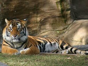 Tiger Wallpaper Pictures Of Animal Photo