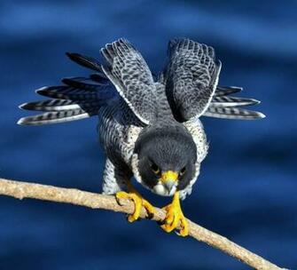 Peregrine Falcon Wallpaper