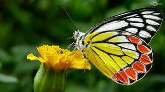 Colorful Butterfly HD Wallpaper