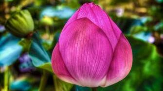 Lotus Flower Mac Wallpaper