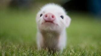 Cute Baby Pigs HD Wallpaper Jpg 20pigs