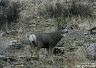 Source Url Saltypro Utahmuledeer Mule Htm