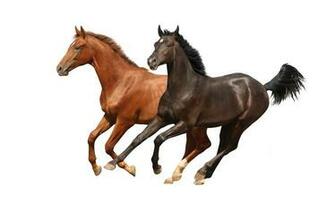 Horse White Background