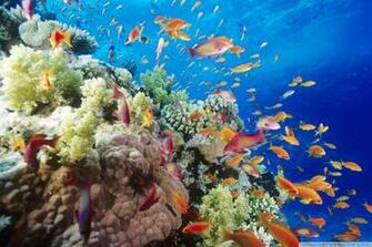 Coral Reef Wallpaper ChristianHDwallpaper