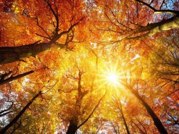 Photos Turn A New Leaf With The Best Zoom Background For Fall