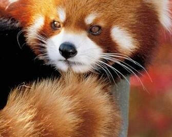 Red Panda iPhone Wallpaper HD