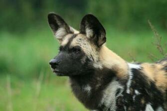 African Wild Dog Wallpaper