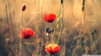 Red Poppy Wallpaper