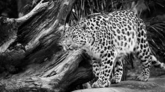 White Leopard Wallpaper