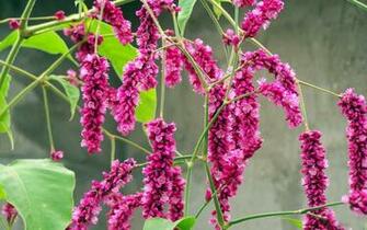 Magenta Flower Showers Wallpaper