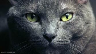 Purebred Russian Blue HD Wallpaper Cat