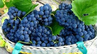 Grapes Wallpaper