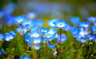 Amazing Wildflower Wallpaper