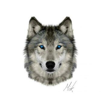 Wolf Face By Mikstyx
