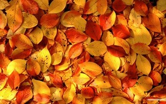 Desktop Wallpaper Fall Foliage In HD