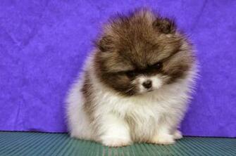 Pomeranian Mix Puppies Wallpaper Dogbreedswallpaper