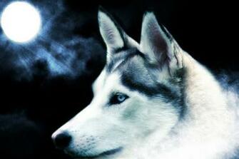 Dog Wallpaper Cool Dogs Amazing Cute Image