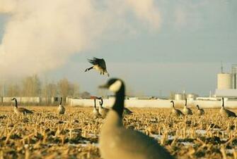 Goose Hunting Wallpaper Refuge Forums
