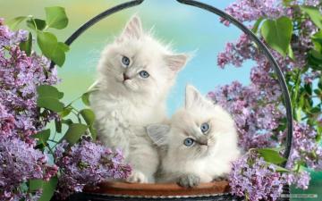 Animal Wallpaper Cute Animals
