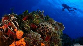 Scuba Diving 4k HD Desktop Wallpaper For Ultra Tv Wide