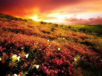 Field Of Flowers Wallpaper