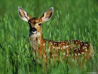 Wild Animals Image Fawn Wallpaper Photos