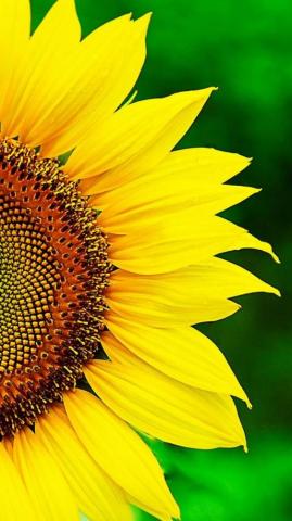 Sunflower Wallpaper For Mobile Phone Tablet Desktop Computer And