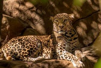 Wild Cats Wallpaper
