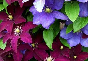 Clematis Flowers Bright Colorful Close Up Stock Photos