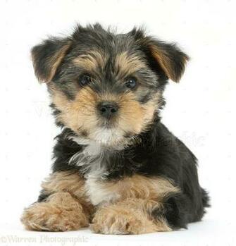 Wp28379 Yorkshire Terrier Cross Pup Evie Weeks Old