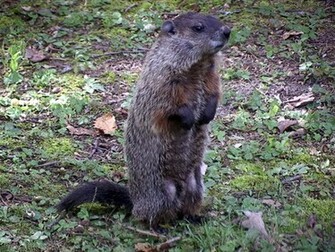 Ground Hog Wallpaper Background